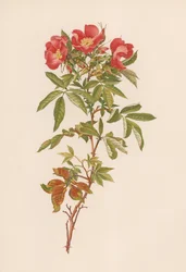 English Rose